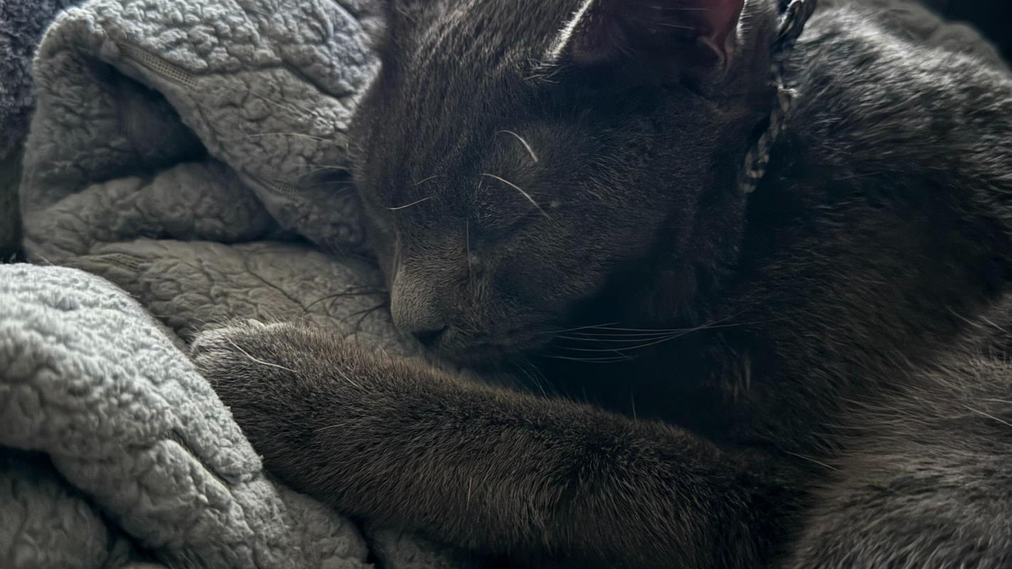 Elijah Yahweh FIP Treatment Help