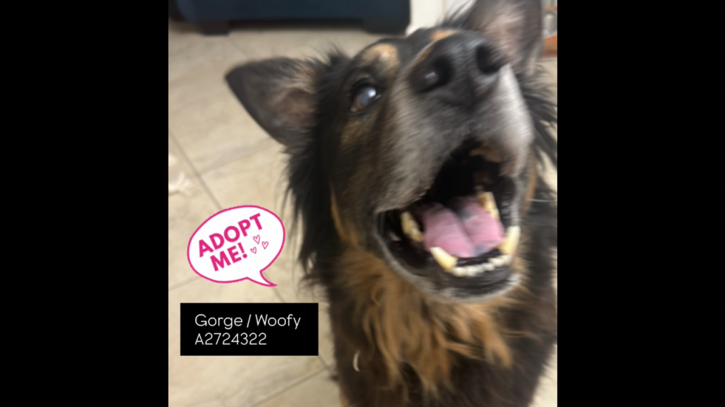 George / Woofy’s Boarding