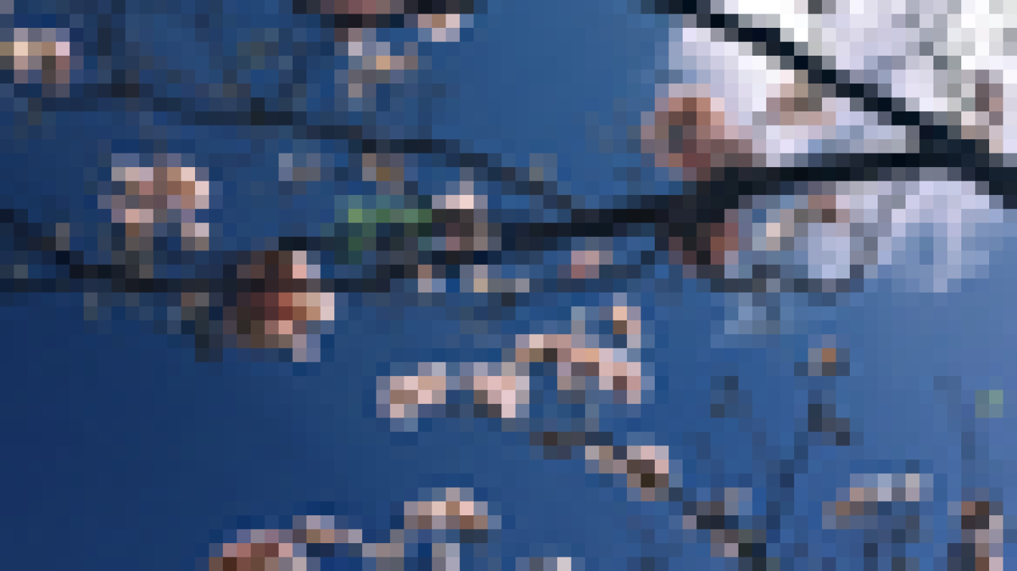 Nobu date for Franco