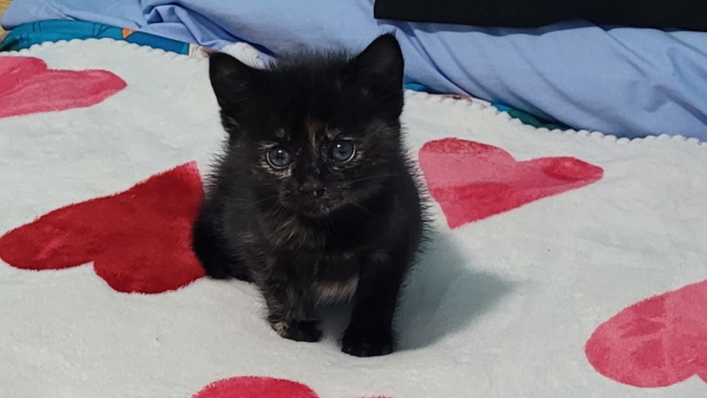 ❤️SAVING KITTIES❤️