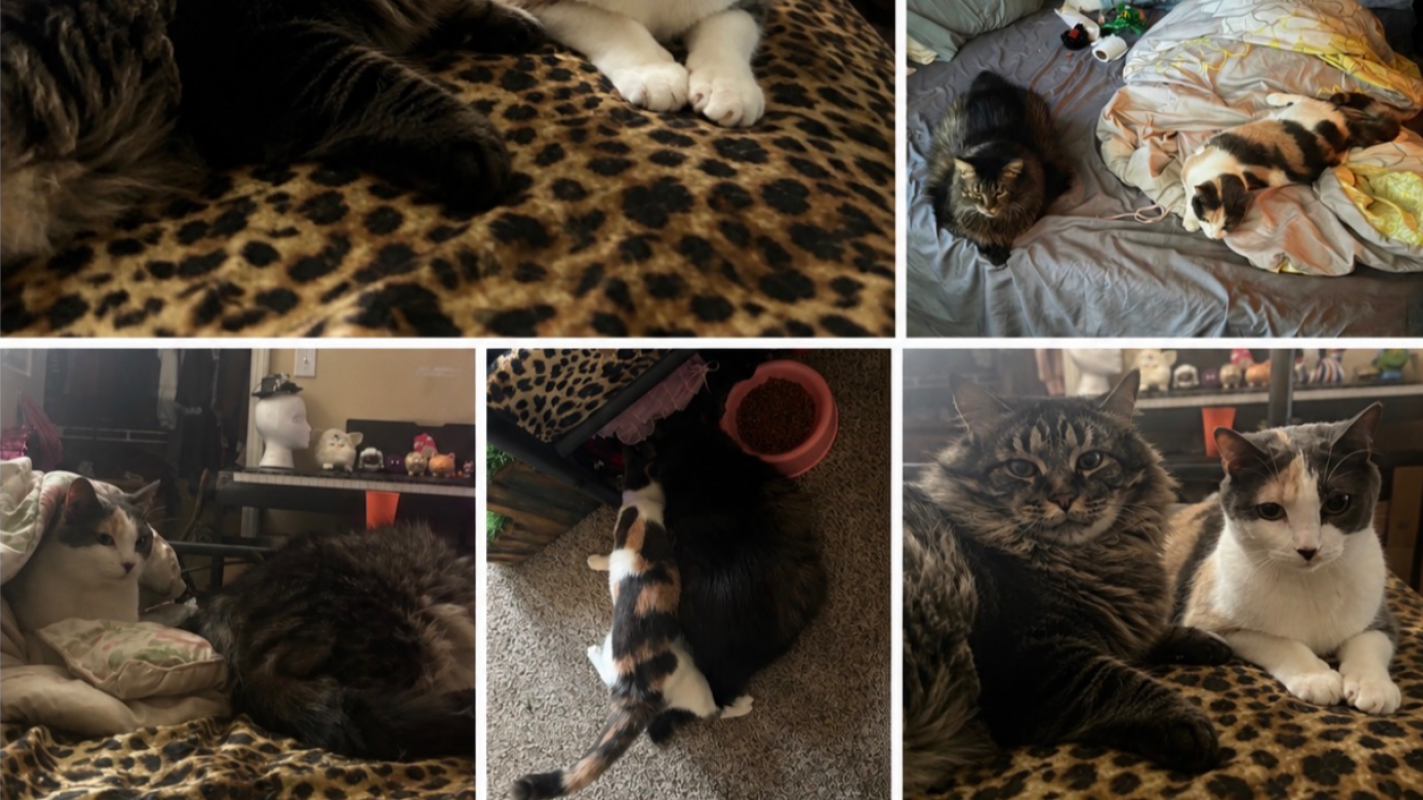 Help Us Rebuild Our Home and Keep Our Family Together ❤️🐈