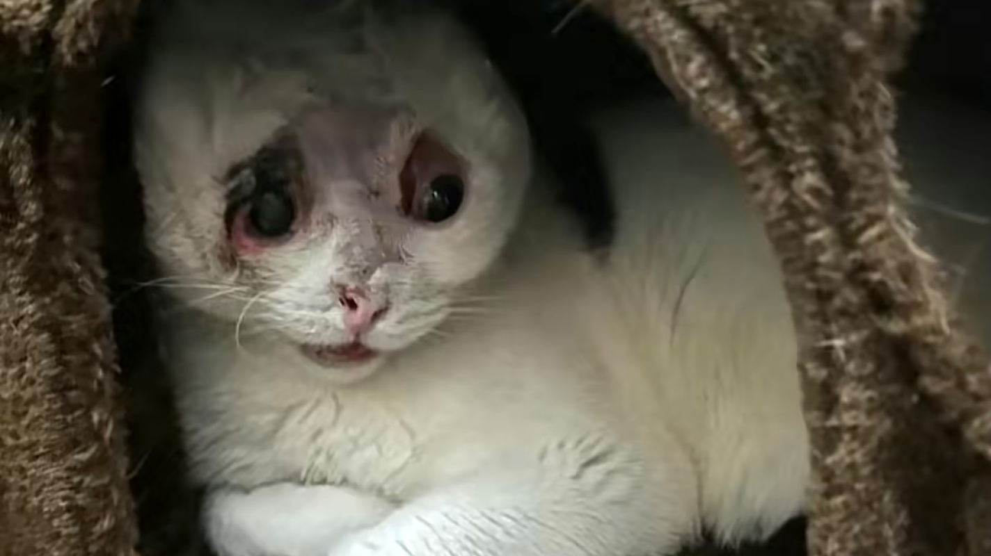 Help Save Luna After Dog Attack