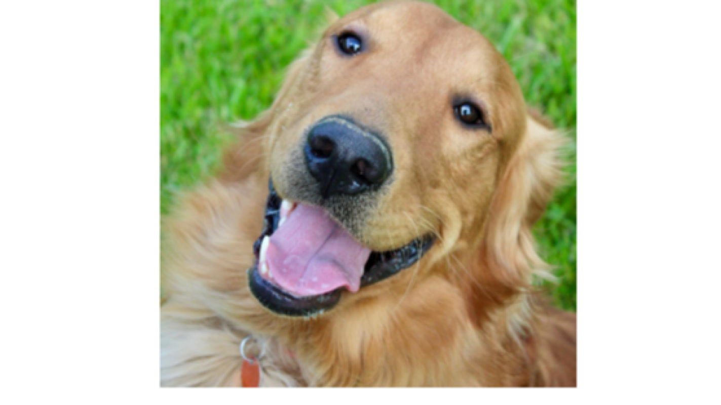 Help Fund A Medical Alert Service Dog