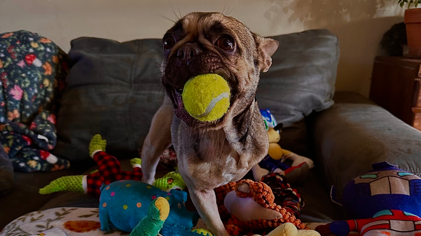 Gracie’s medical bills