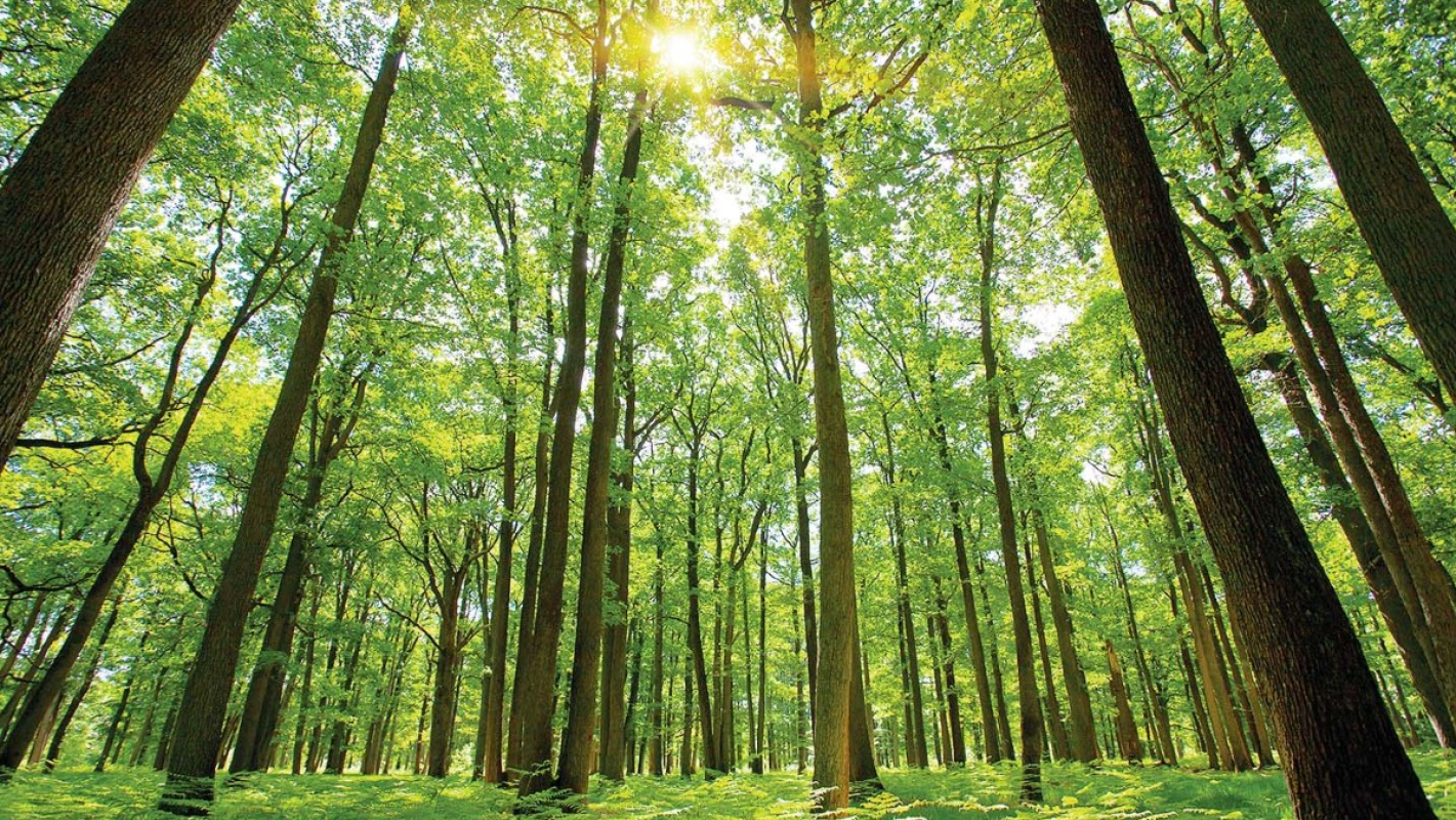 Family in need of help