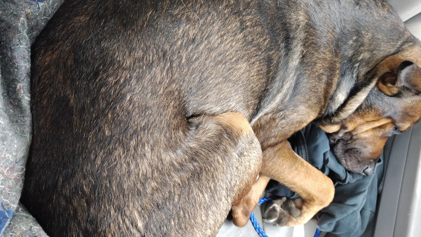 Fatso/Madoc shot by SAPD