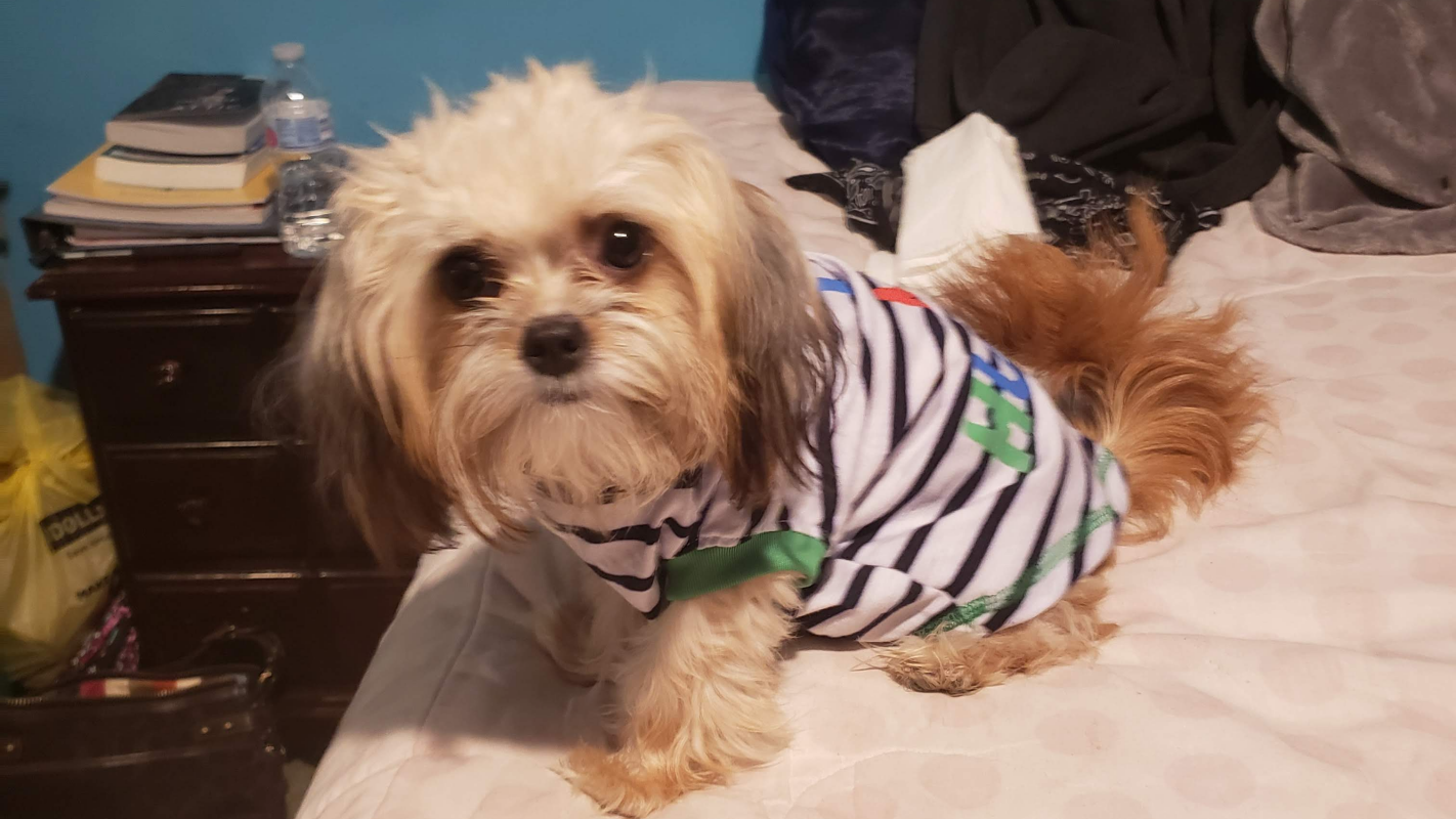 Treatment For Bella My Beloved Furbaby