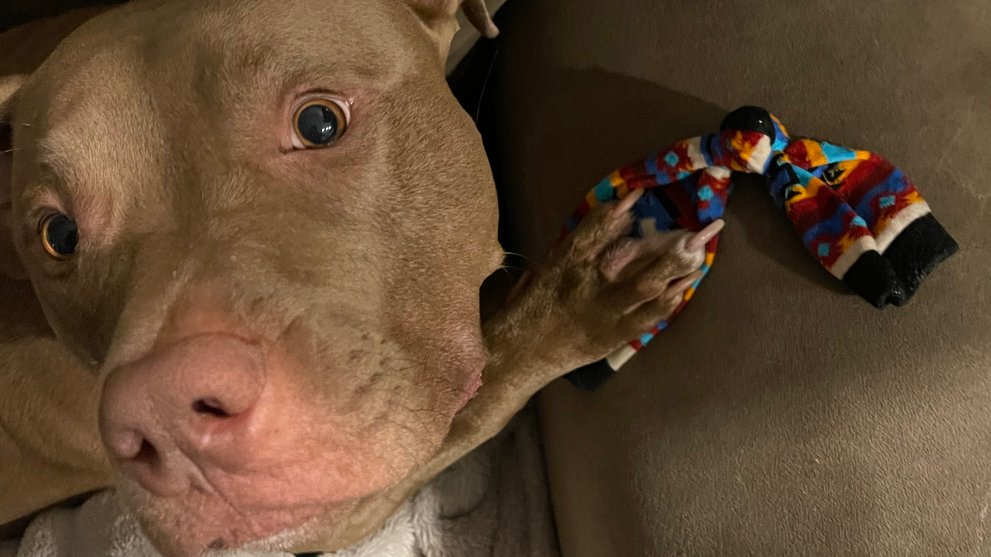 Oso’s Emergency Surgery