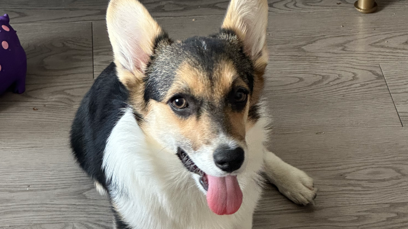 Baby corgi Rose (Marsha Kauffman)