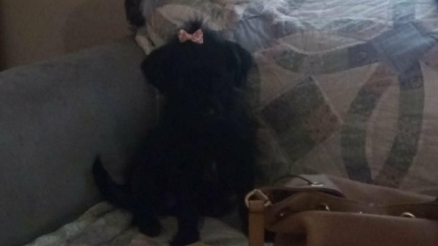 Dog VetBills