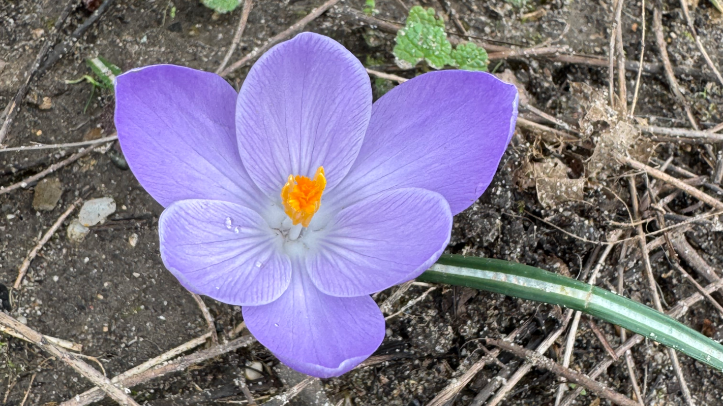 Helping a friend in need