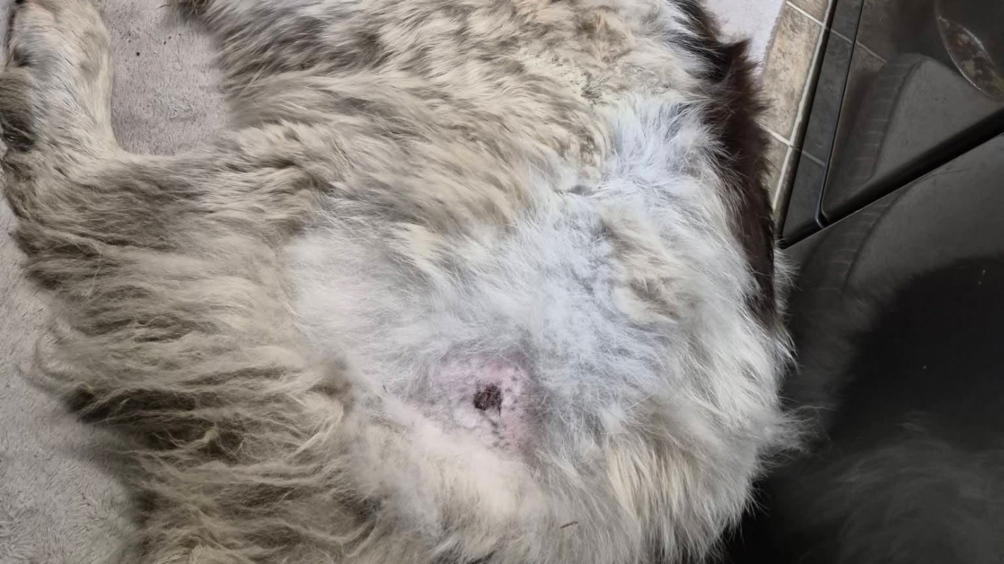 Save Samson