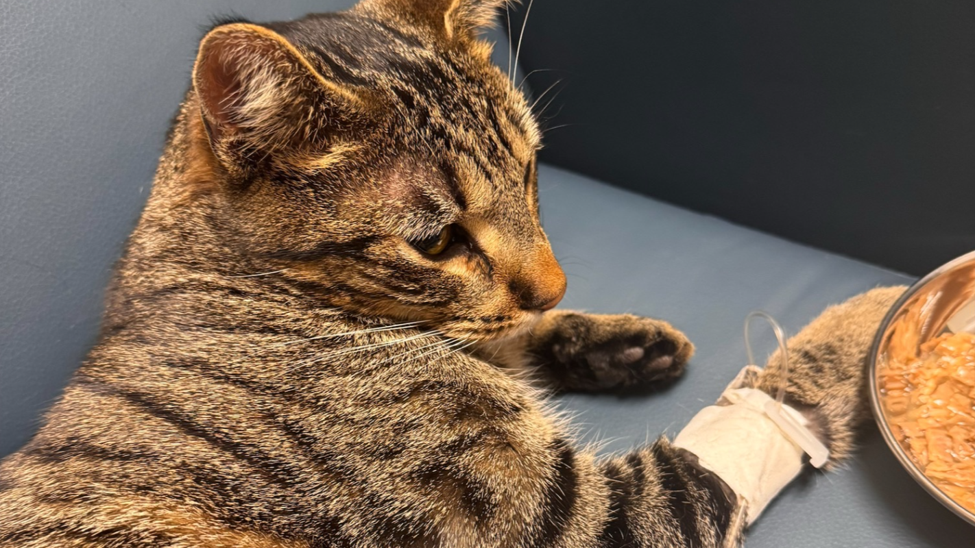 Abner Needs Help Please