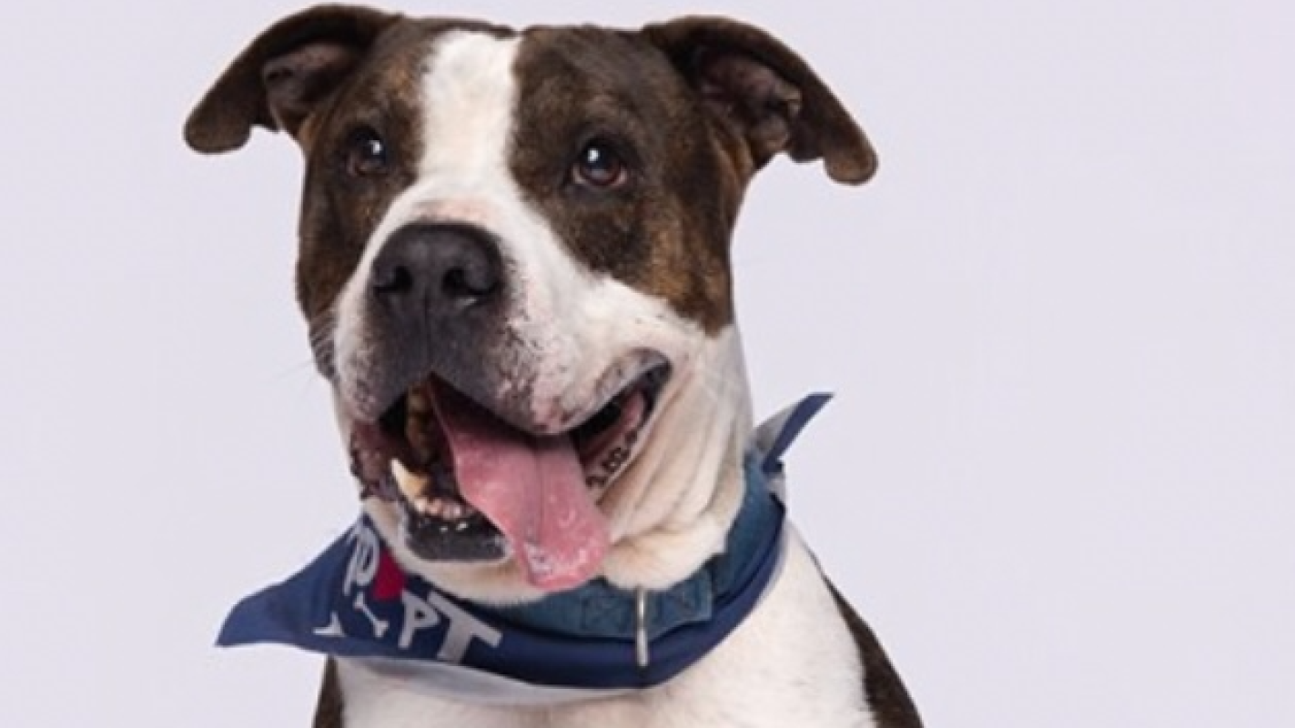 Bullwinkles foster care / transfer to Peggy Adams