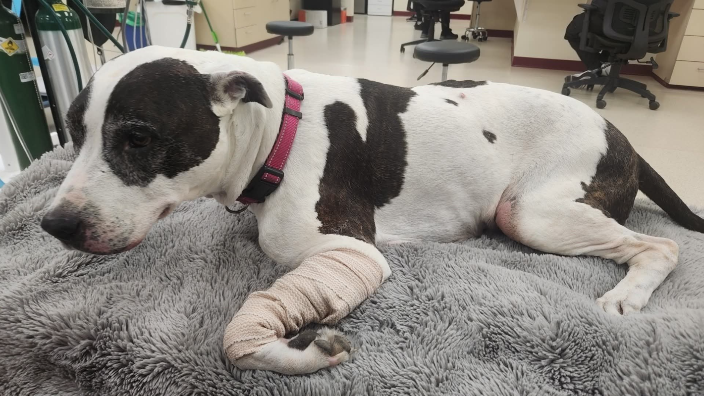 Lola leg amputation