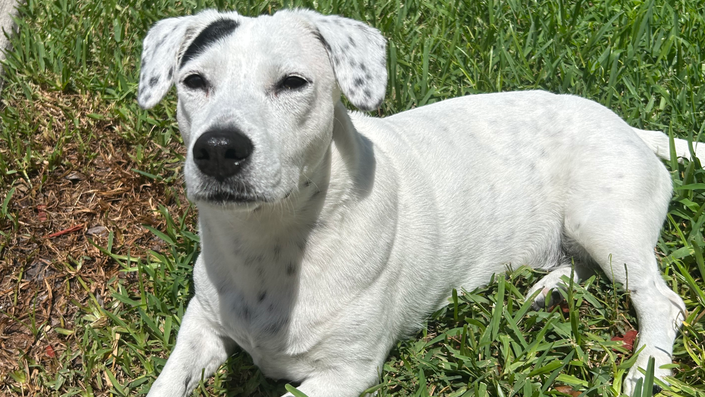 Help Andrea & Dotty Stay Afloat — Vet Bills, House, and Healing 💔🐾