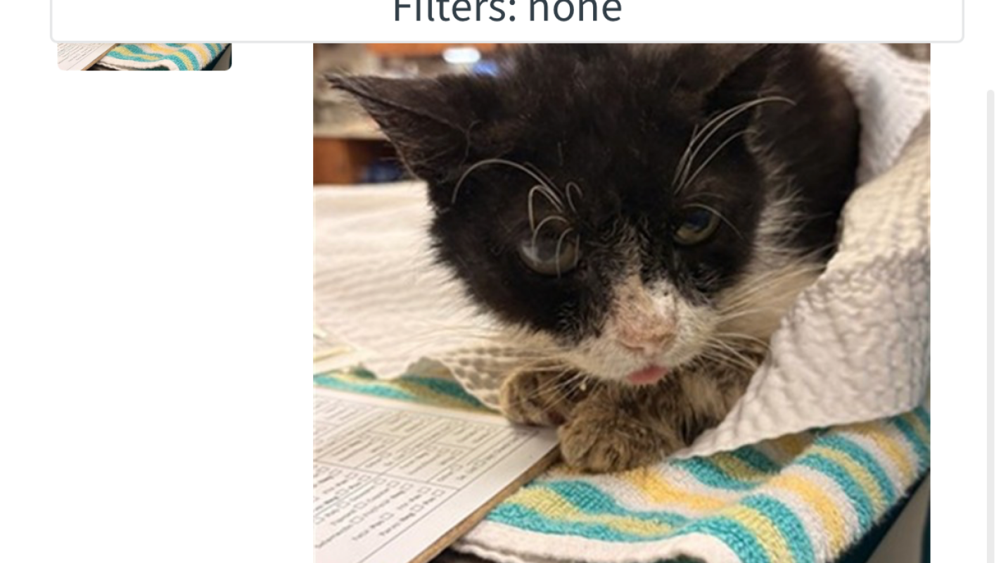 Help Stray cat sr Spirit