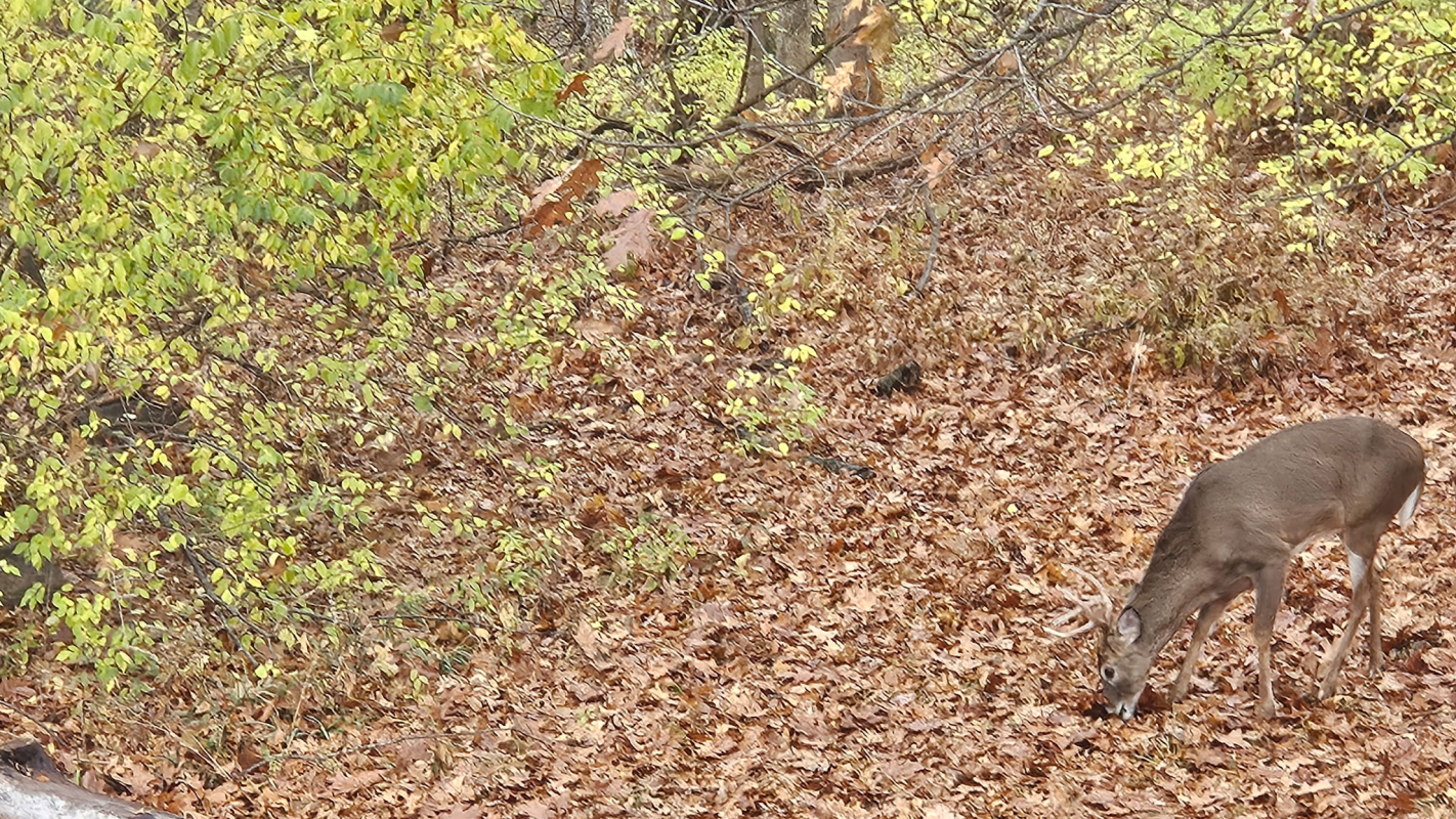 Attorney Domestic Violence