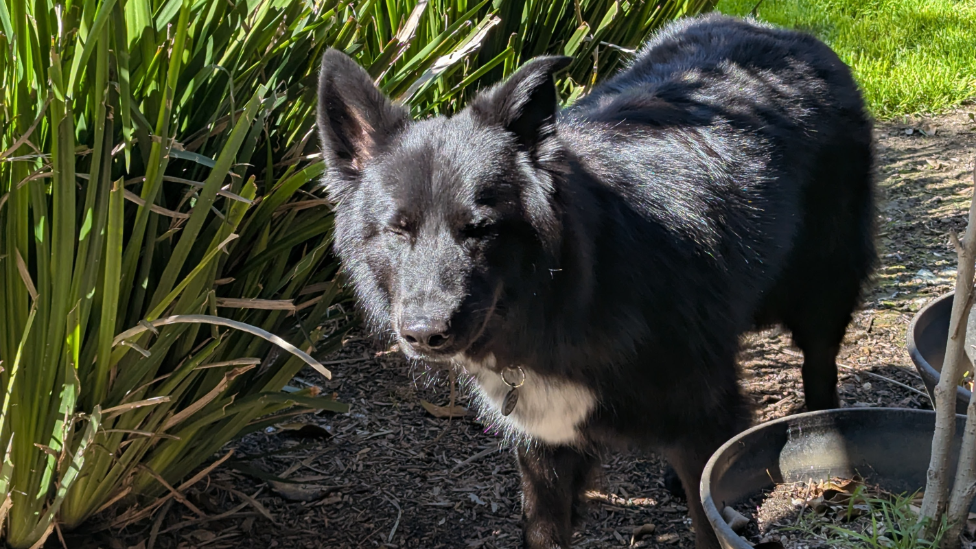 Puppy school for Rigby