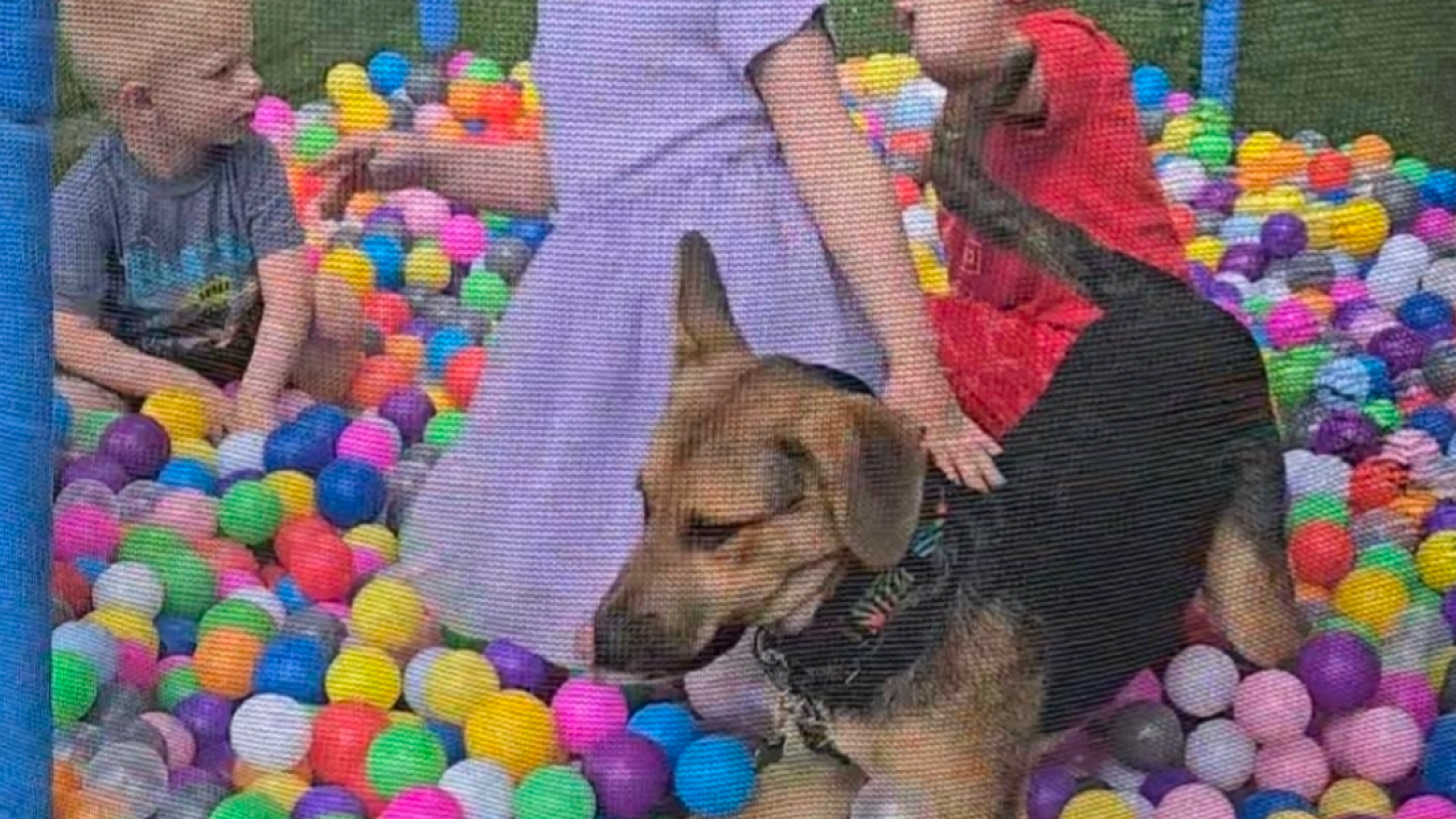 Safe Dog Fence
