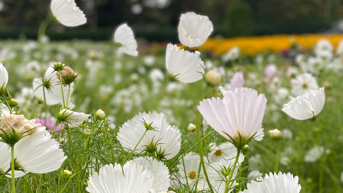 Help me keep my housing