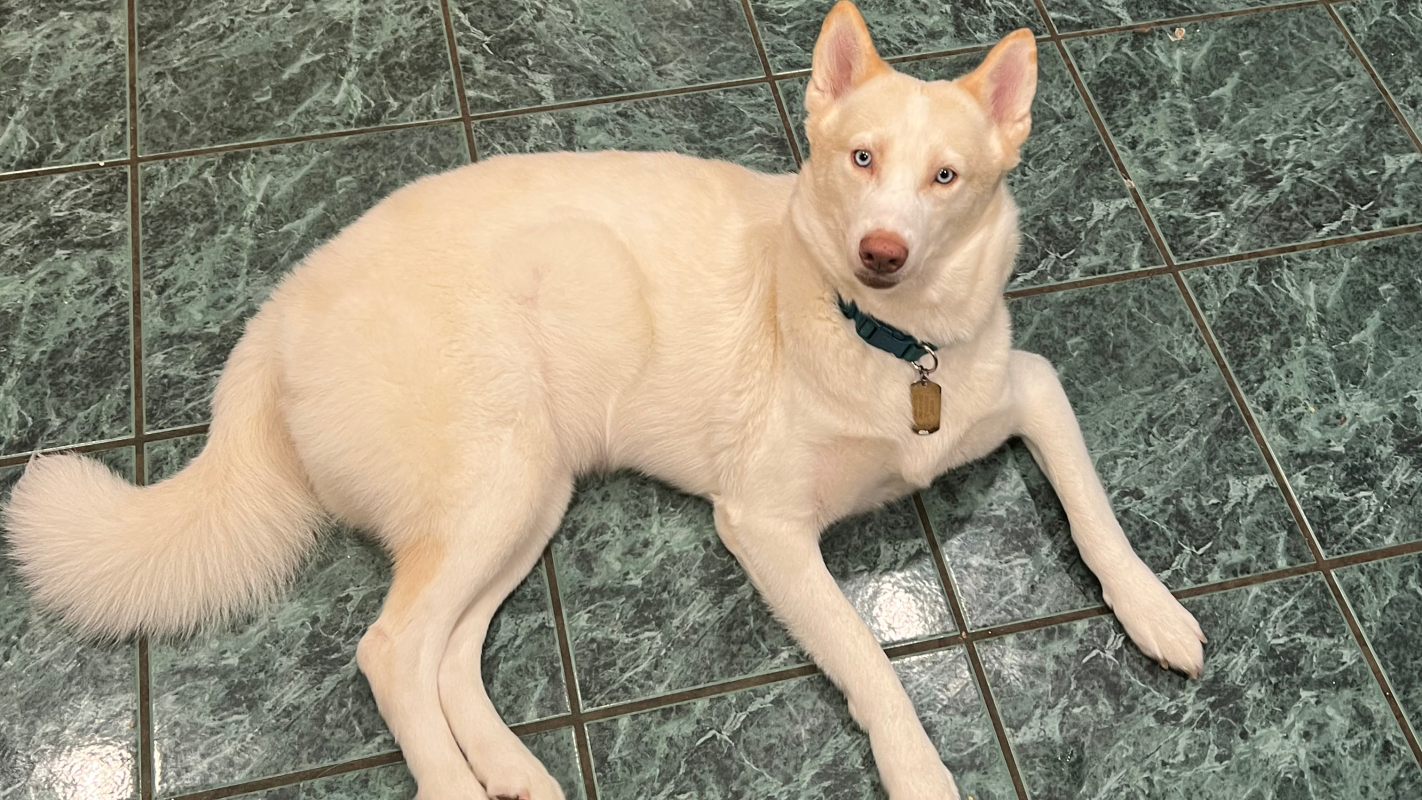 Help Monet from car accident needs surgery
