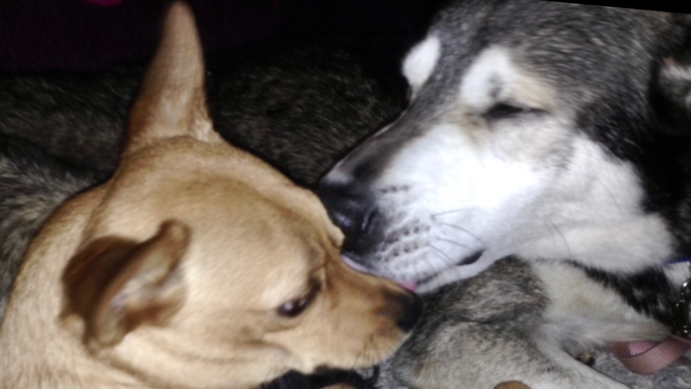 Saving Blu - vet bills/rent