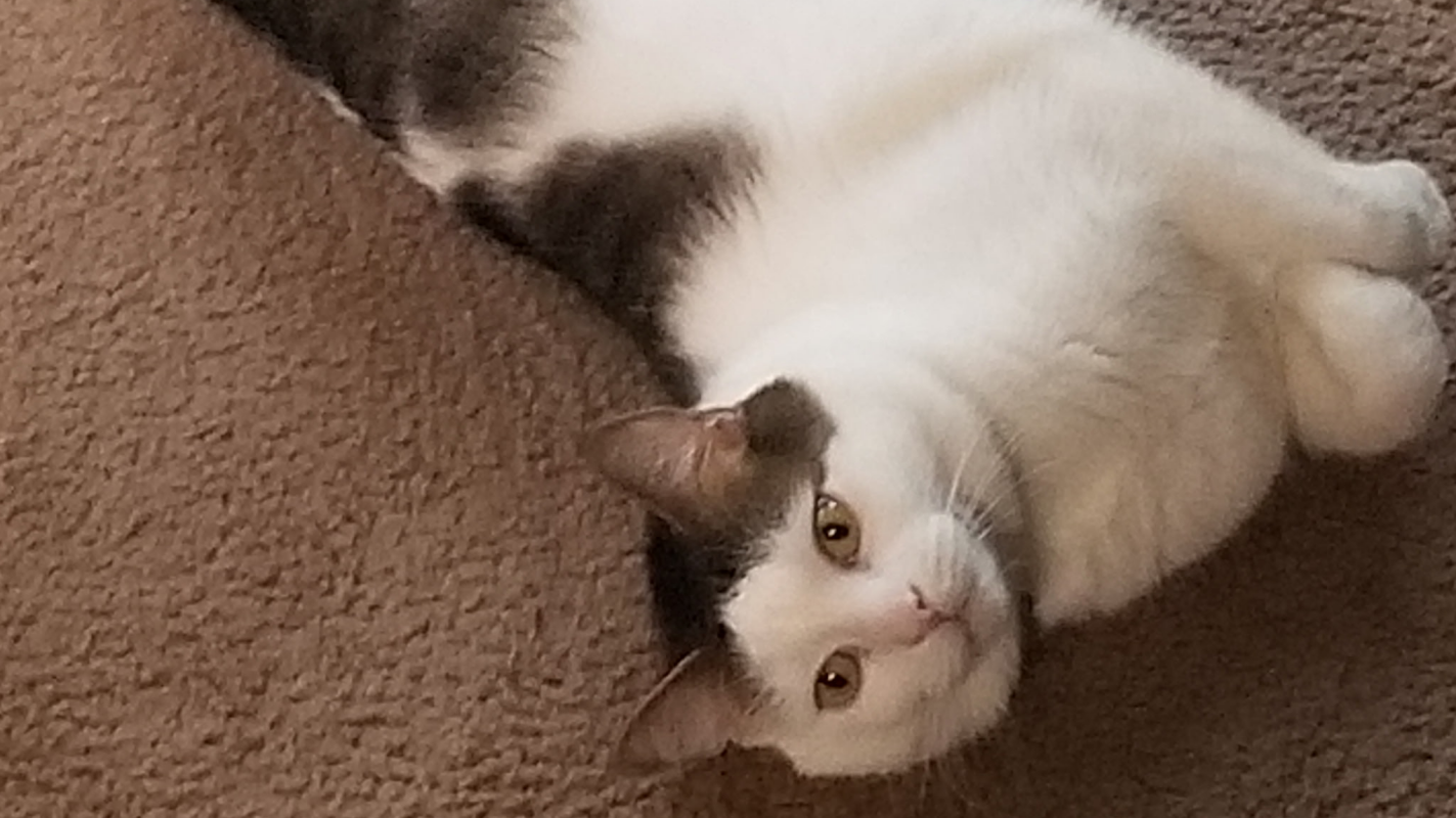 Kitty and I facing homelessness to chronic Illness