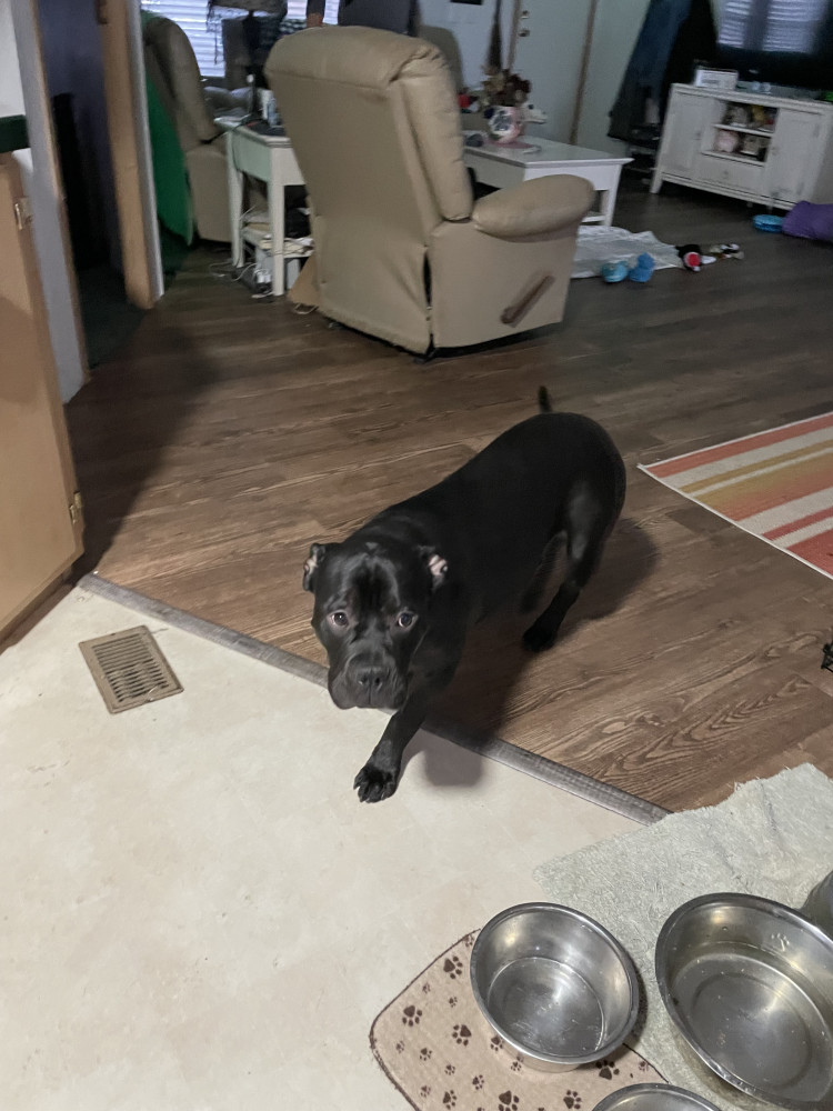 Bucky is doing better