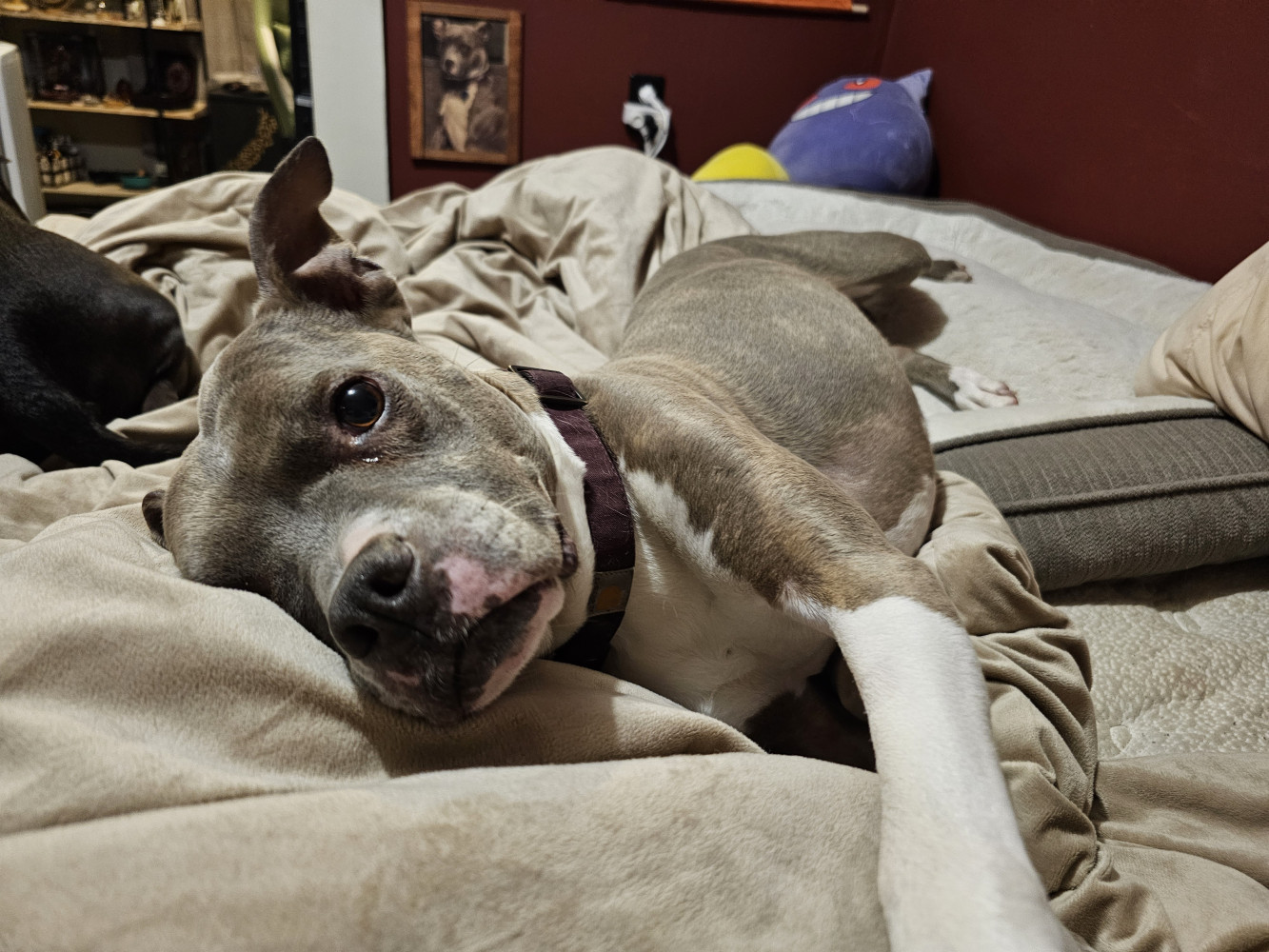 Update On Princesses Journey