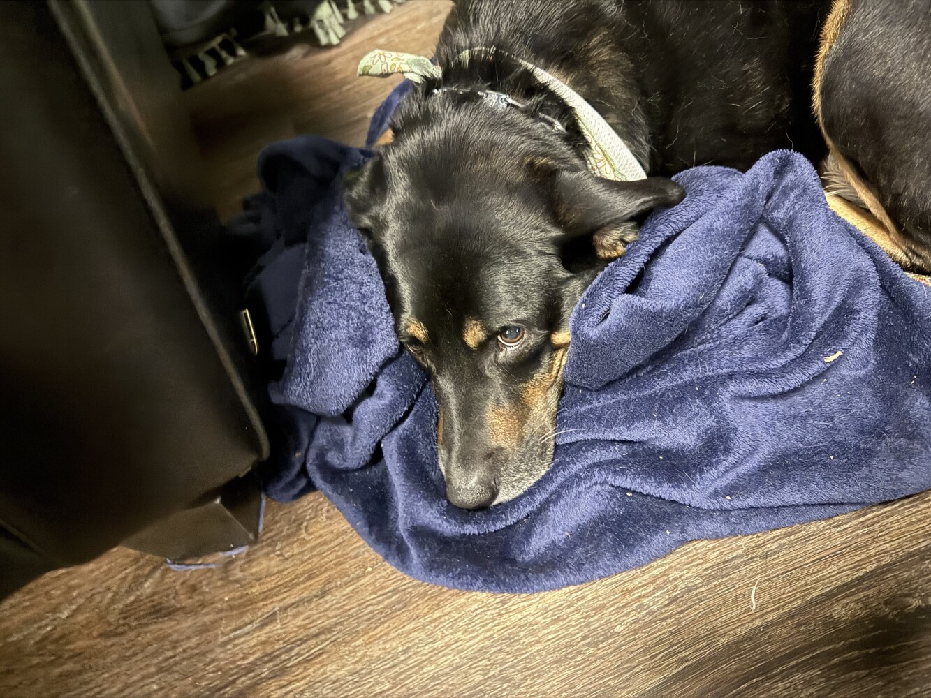 Milo update: he had a normal poop! 💩