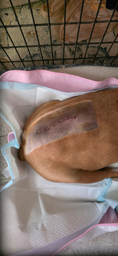 Surgery was a success and Ham is home and resting now!