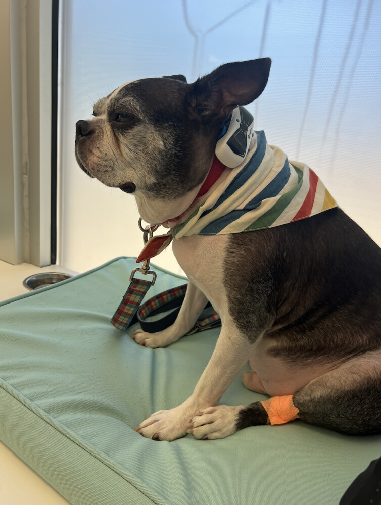 Diagnosis (Also, how my mental health depends on my dog's poops)